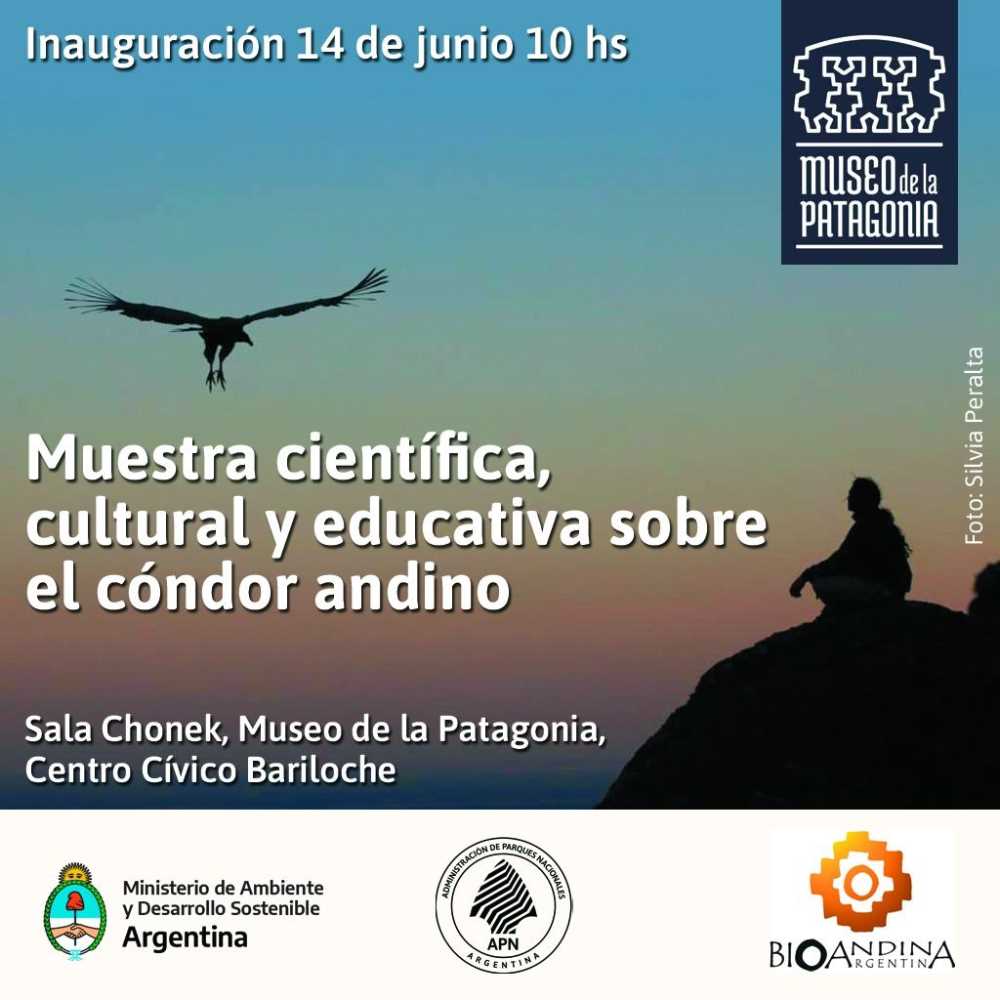 El cóndor andino aterriza en la sala Chonek del Museo