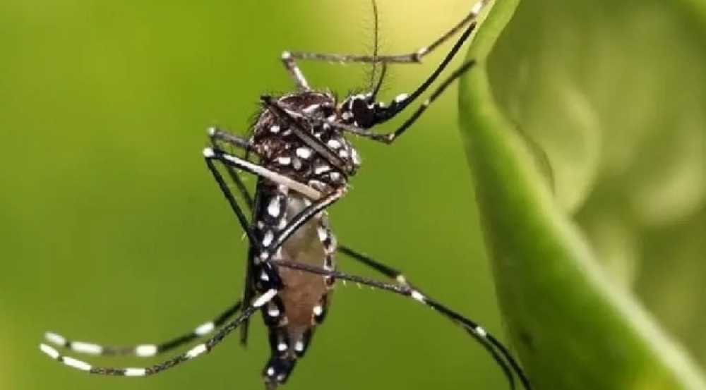 Dengue: no dejes que el mosquito se críe en tu casa