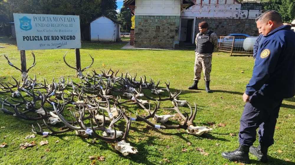 Policía desbarató banda que cazaba ciervos con documentación adulterada