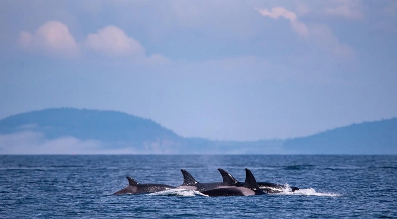 Orcas patagónicas llegan a Punta Bermeja con muestra fotográfica