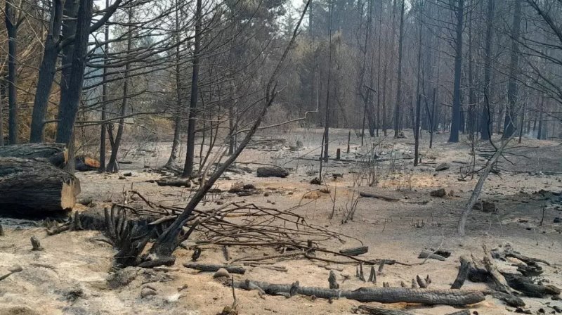 Río Negro declaró la Emergencia Ígnea por riesgo extremo de incendios