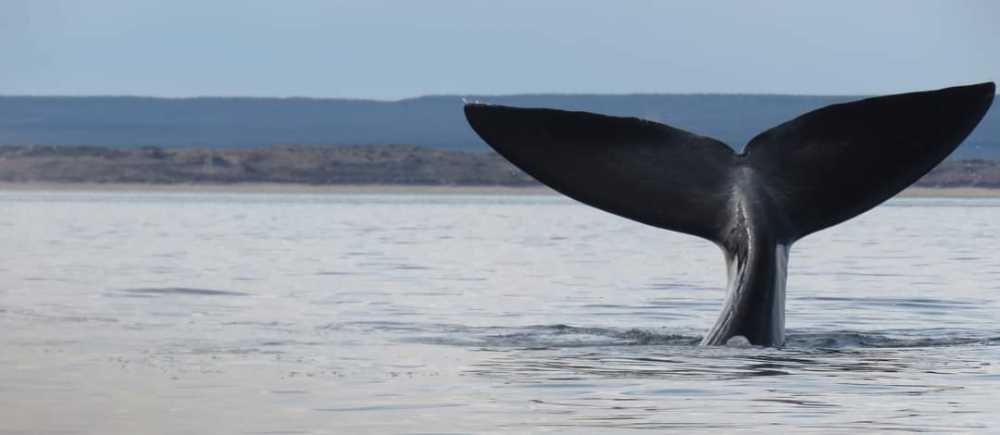Buscan crear el observatorio provincial de ballenas en Las Grutas