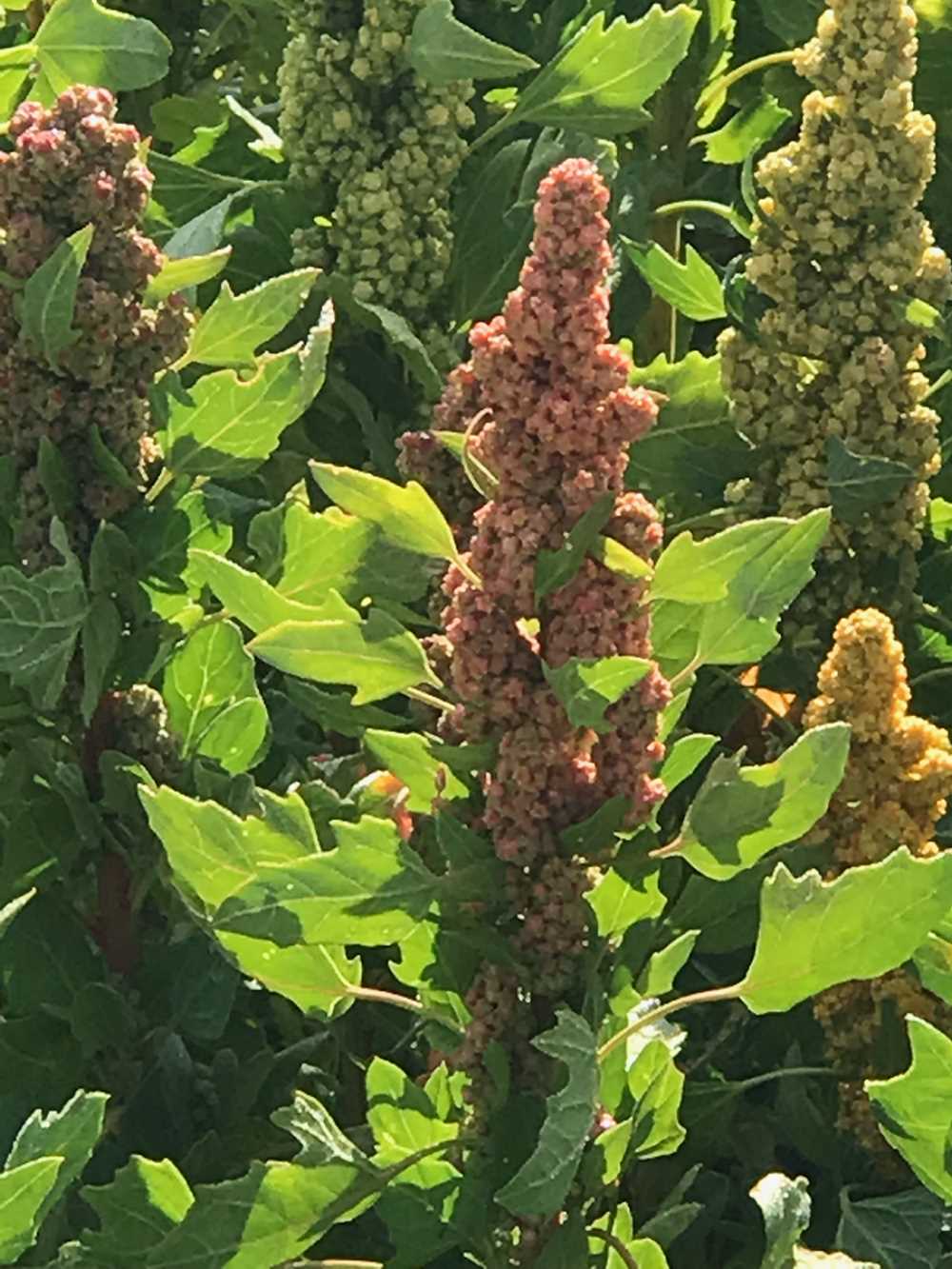 Seminario sobre recursos genómicos en la quinoa