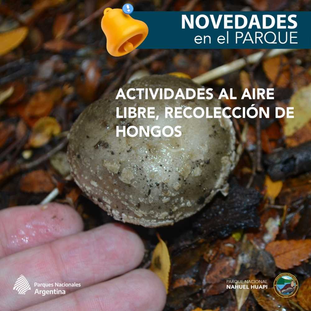 Actividades al aire libre, recolección de hongos.