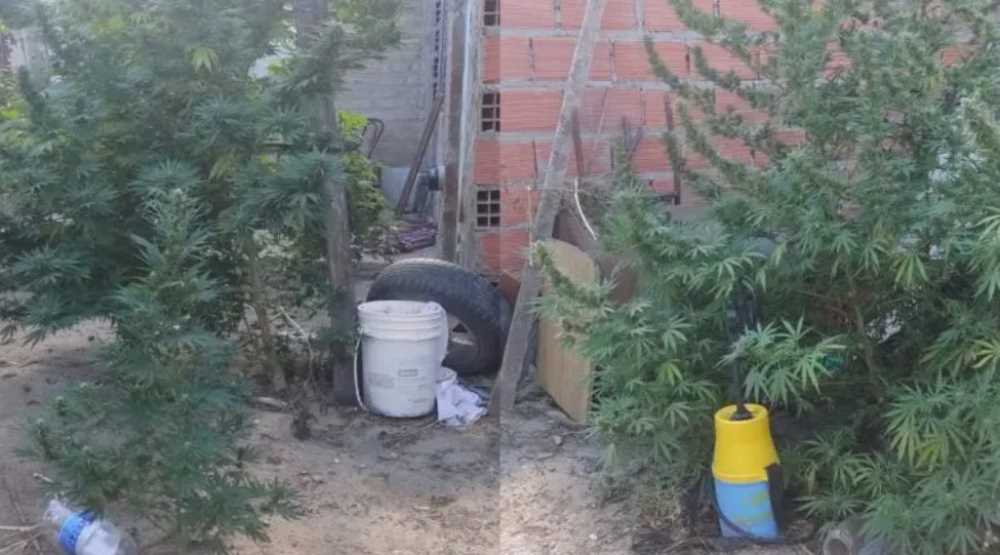 Policía halló una huerta de marihuana valuada en $45.000.000