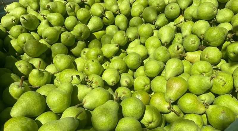 Fruticultura en Río Negro: balance de temporada con desafíos y perspectivas