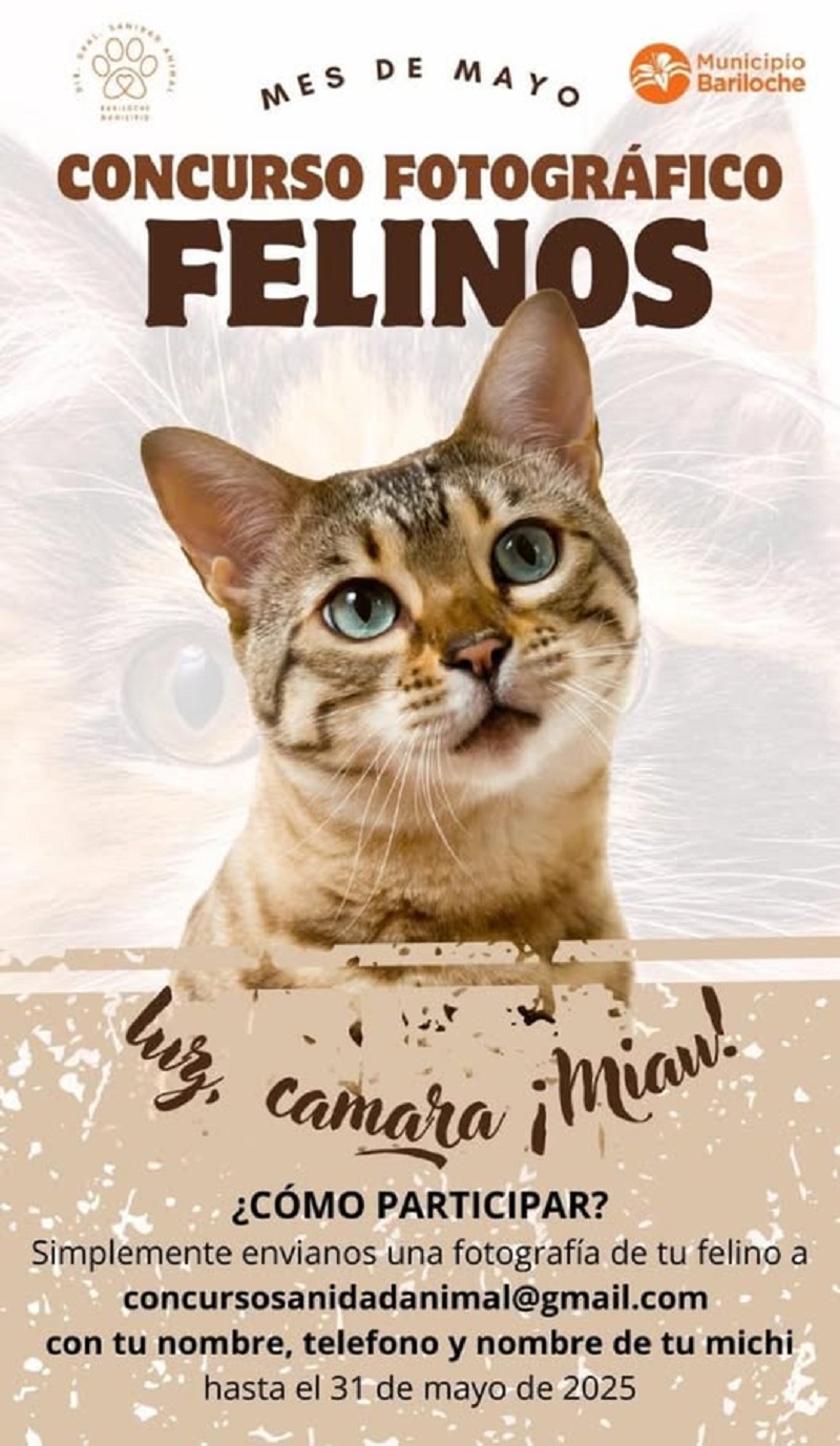 “Tu gato, una estrella”; Sanidad Animal lanza un concurso fotográfico felino en Bariloche