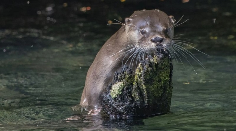 Monitoreo conjunto para la conservación del Huillín