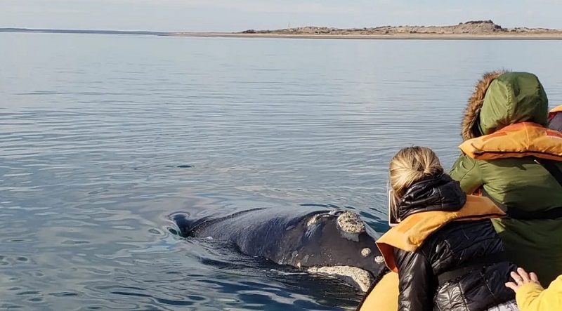 Una postal imperdible: las ballenas llegaron a la costa rionegrina