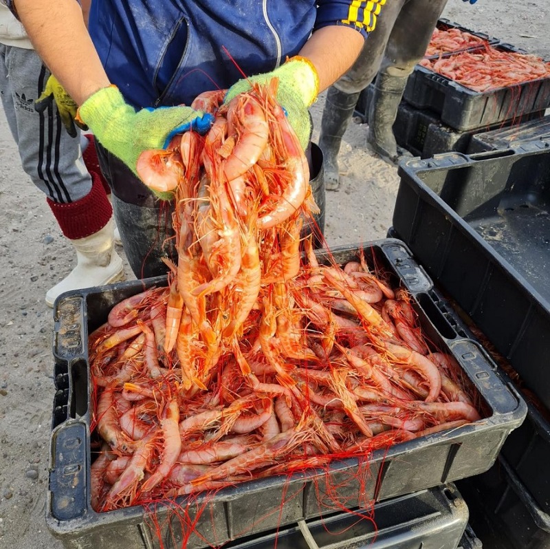Más langostinos para Río Negro: impulso a la producción local