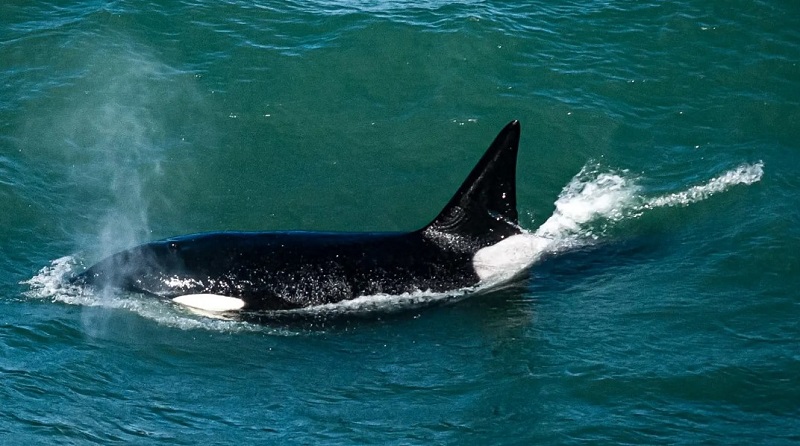 Orcas Patagonia Norte: la muestra que revela la vida marina en Bermeja