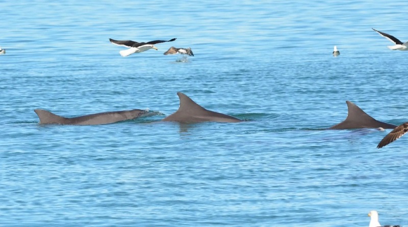 Río Negro impulsa acciones para proteger a ballenas y delfines