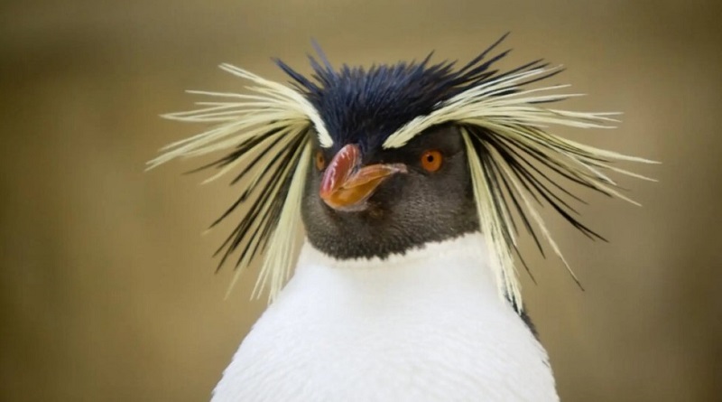 Nueva especie de pingüino registrada en Las Grutas para Argentina