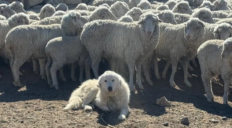Río Negro fortalece la ganadería con la incorporación de perros protectores