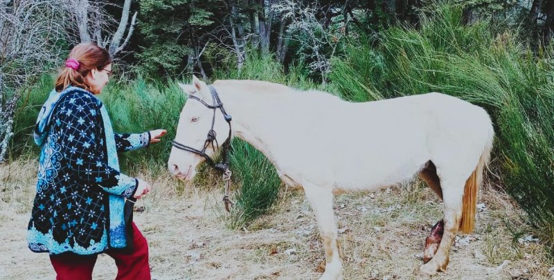 Inició la recuperación de la yegua rescatada en Circunvalación