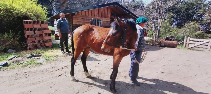 La vida de un caballo y la seguridad de todos: el valor del patentamiento equino