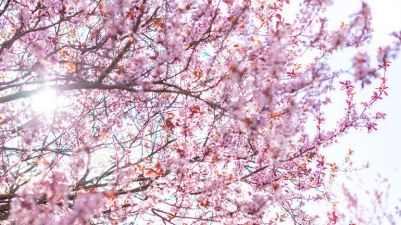 Bariloche celebra la primavera con una fiesta para personas mayores
