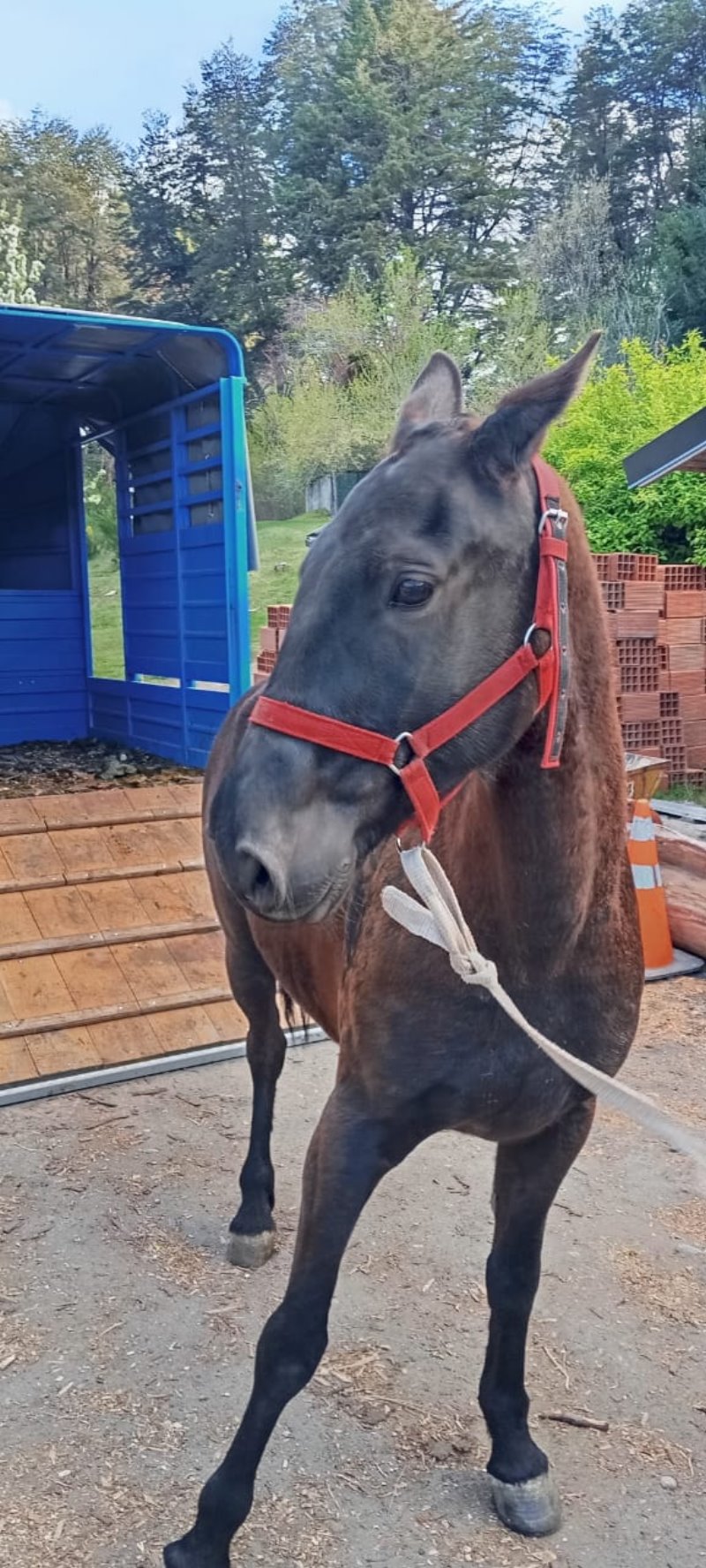 Sanidad Animal capturó un caballo suelto en la vía pública y recordó la responsabilidad de los propietarios