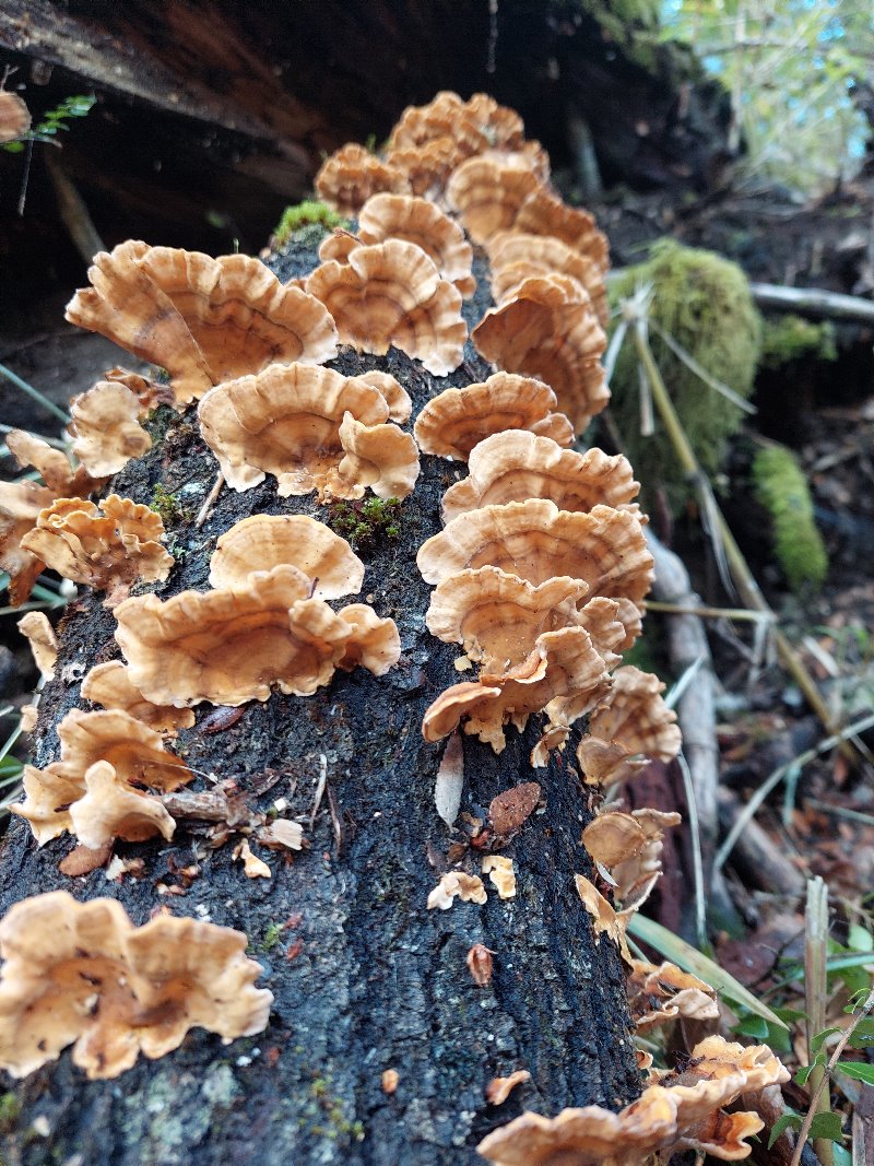 Filosofía ambiental: Conversaciones por mundos amables