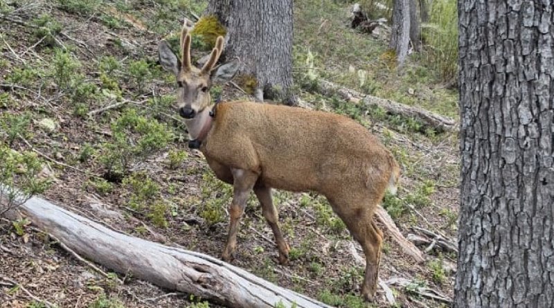 Nuevo registro del huemul Newenche: fue hallado en perfecto estado en el Parque Nacional Nahuel Huapi
