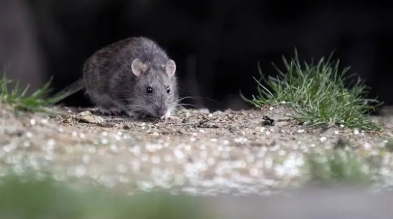 Salud recuerda recomendaciones para prevenir el Hantavirus