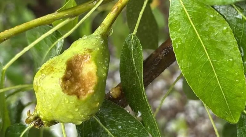 Weretilneck: “Vamos a acompañar a los productores en este momento difícil”