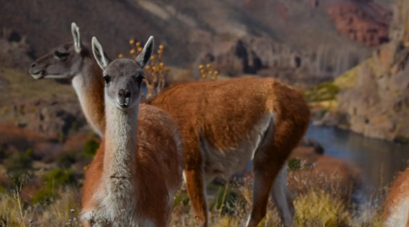 Intensifican controles ante caza furtiva de guanacos en Somuncurá